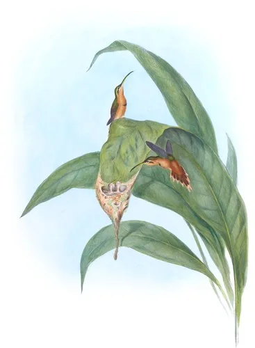 Phaëthornis Eremita
