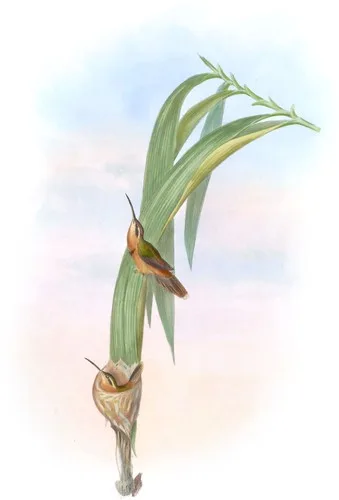 Phaëthornis pygmæus