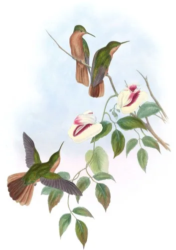 Campylopterus hyperythrus (Campylopterus hyperythrus)
