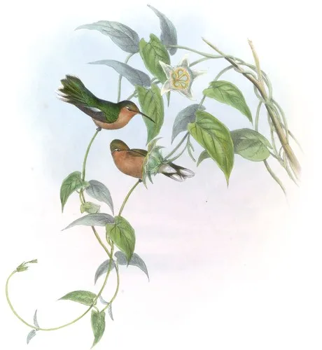 Leucippus fallax (Leucippus fallax)