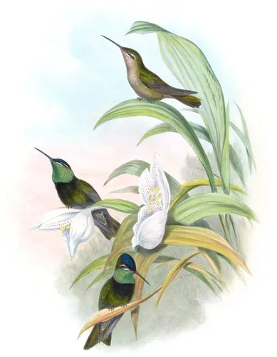 Eugenes fulgens (Eugenes fulgens)