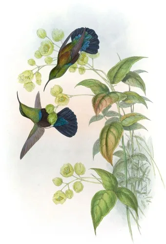 Eulampis holosericeus (Eulampis holosericeus)