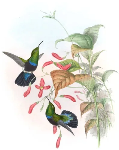 Eulampis chlorolæmus