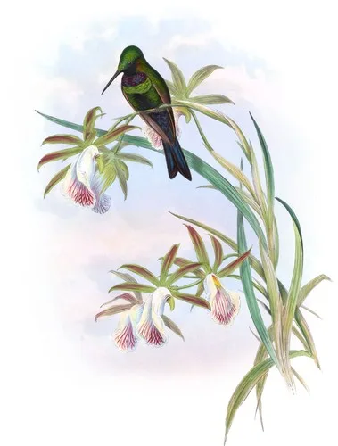 Iölaima frontalis