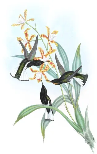 Florisuga atra (Florisuga atra)