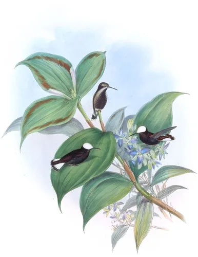 Microchera albocoronata (Microchera albocoronata)