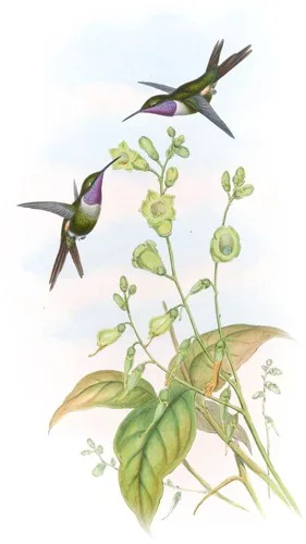 Calliphlox Mitchelli (Calliphlox Mitchelli)