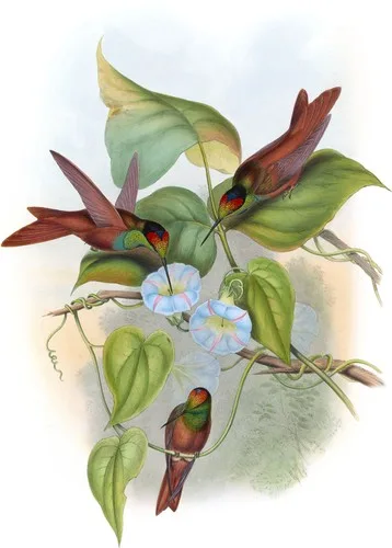 Diphogena Iris (Diphogena Iris)