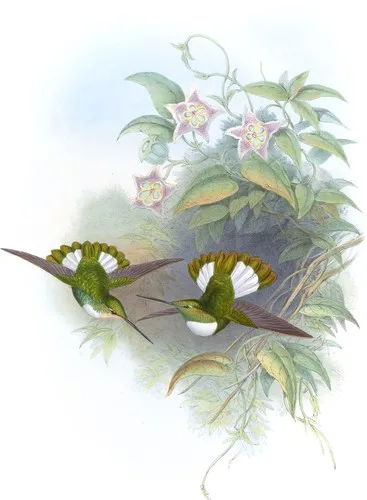 Bourcieria Conradi (Bourcieria Conradi)
