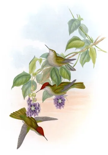 Eustephanus galeritus (Eustephanus galeritus)