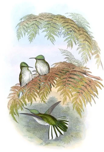 Eustephanus Stokesi (Eustephanus Stokesi)