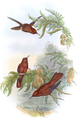 Eustephanus Fernandensis (Eustephanus Fernandensis)