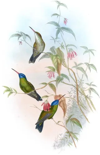 Eucephala Grayi (Eucephala Grayi)