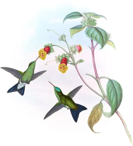 Eucephala chlorocephala (Eucephala chlorocephala)