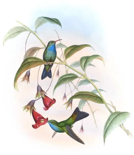 Eucephala cæruleo-lavata