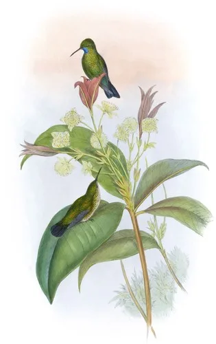 Eucephala cærulea