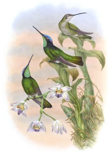 Eugenes spectabilis (Eugenes spectabilis)