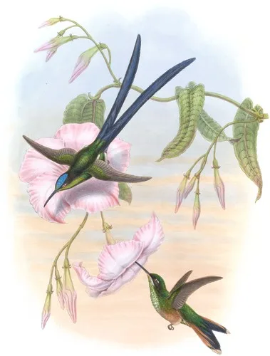 Hylonympha macrocerca (Hylonympha macrocerca)