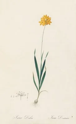 Ixia dubia (Ixia dubia)
