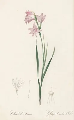 Gladiolus carneus (Gladiolus carneus)