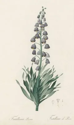 Fritillaria persica (Fritillaria persica)