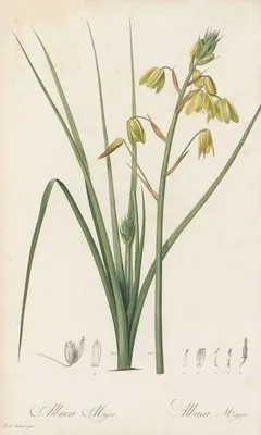 Albuca major (Albuca major)
