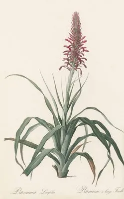 Pitcairnia latifolia (Pitcairnia latifolia)