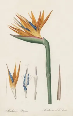 Strelitzia Reginae (Strelitzia Reginae)