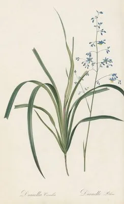 Dianella caerulea (Dianella caerulea)
