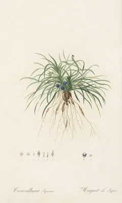 Convallaria japonica (Convallaria japonica)
