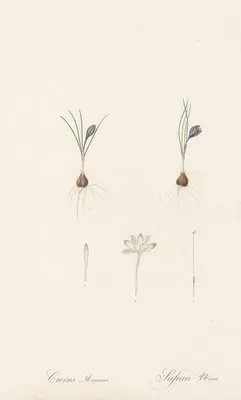 Crocus minimus (Crocus minimus)