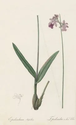 Epidendrum bifidum (Epidendrum bifidum)