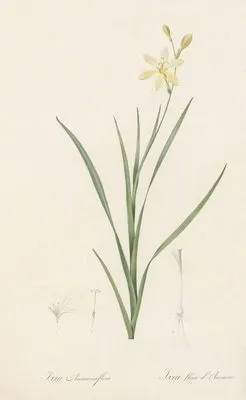 Ixia anemonae flora (Ixia anemonae flora)