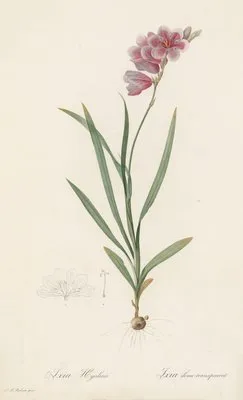 Ixia hyalina (Ixia hyalina)