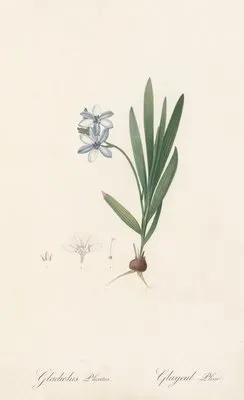 Gladiolus plicatus (Gladiolus plicatus)