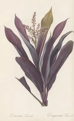 Dracoena terminalis (Dracoena terminalis)