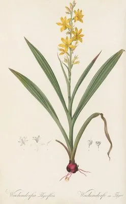 Wachendorfia thyrsiflora (Wachendorfia thyrsiflora)