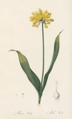 Allium Moly (Allium Moly)