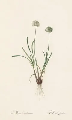 Allium carolinianum (Allium carolinianum)