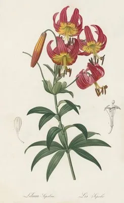 Lilium superbum (Lilium superbum)