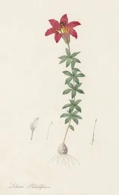 Lilium philadelphicum (Lilium philadelphicum)