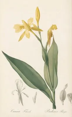 Canna flaccida (Canna flaccida)