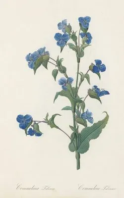 Commelina tuberosa (Commelina tuberosa)