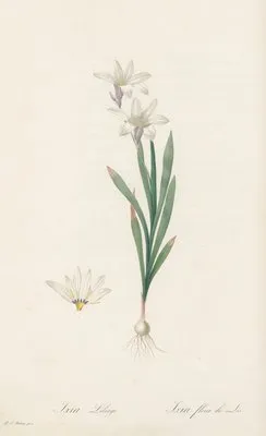 Ixia Liliago (Ixia Liliago)