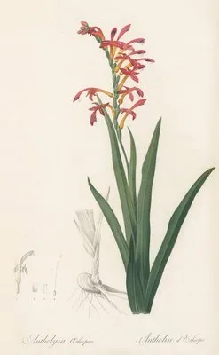 Antholyza aethiopica (Antholyza aethiopica)