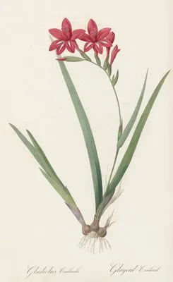 Gladiolus cardinalis (Gladiolus cardinalis)