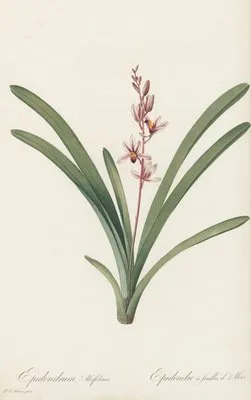 Epidendrum aloifolium (Epidendrum aloifolium)