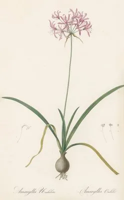 Amaryllis undulata (Amaryllis undulata)
