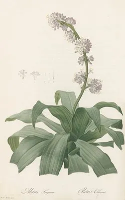 Aletris fragrans (Aletris fragrans)