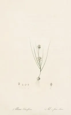 Allium obtusiflorum (Allium obtusiflorum)
